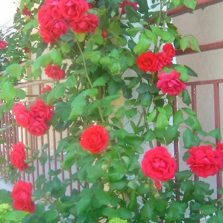 Pearl Апартаменты Рода