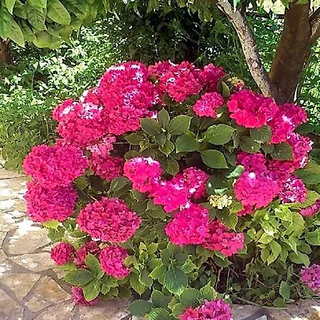Apartmán Pearl Roda (Corfu)